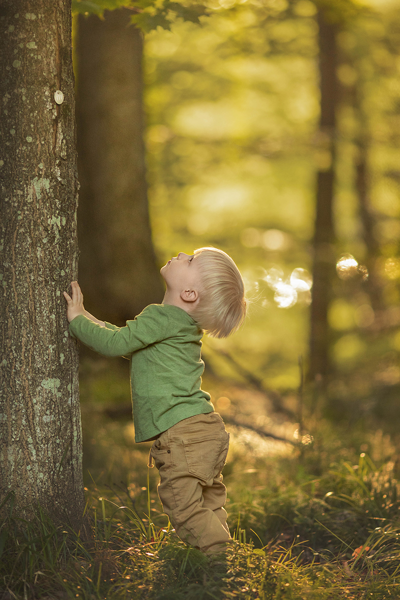 a boy leans against a tree and looks up during a family photo session.
